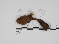 登錄號:F0030250藏品圖，第1張