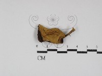登錄號:F0030252藏品圖，第3張