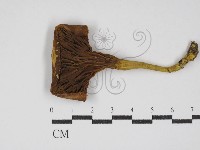 登錄號:F0030254藏品圖，第1張