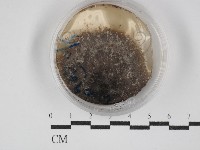 登錄號:F0030255藏品圖，第1張