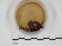 登錄號:F0030257藏品圖，第1張