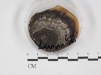 登錄號:F0030258藏品圖，第1張