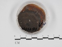 登錄號:F0030259藏品圖，第1張