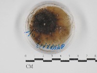 登錄號:F0030260藏品圖，第1張