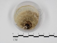 登錄號:F0030262藏品圖，第1張