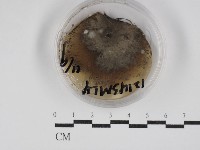 登錄號:F0030263藏品圖，第1張