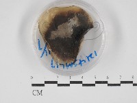 登錄號:F0030266藏品圖，第1張