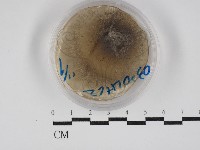 登錄號:F0030268藏品圖，第1張