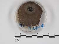 登錄號:F0030270藏品圖，第1張