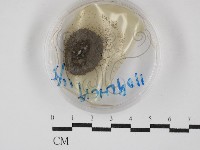 登錄號:F0030272藏品圖，第1張