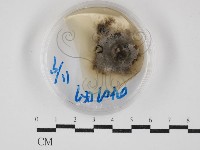 登錄號:F0030274藏品圖，第1張