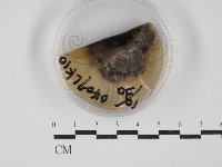 登錄號:F0030275藏品圖，第1張