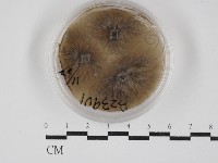 登錄號:F0030277藏品圖，第1張