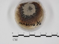 登錄號:F0030278藏品圖，第1張