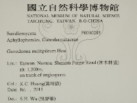重傘靈芝藏品圖，第2張