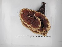 重傘靈芝藏品圖，第1張