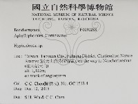 絲齒菌屬藏品圖，第2張