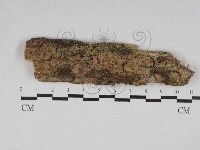 絲齒菌屬藏品圖，第1張