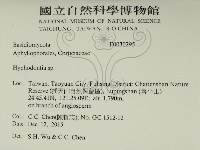 絲齒菌屬藏品圖，第2張