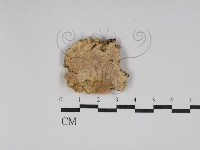 絲齒菌屬藏品圖，第1張