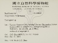 附毛菌屬藏品圖，第2張