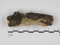 附毛菌屬藏品圖，第1張