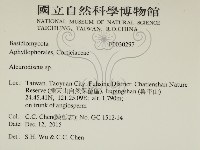 盤革菌屬藏品圖，第2張