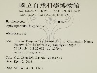 盤革菌屬藏品圖，第2張