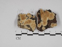 登錄號:F0030301藏品圖，第1張