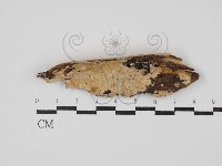 登錄號:F0030302藏品圖，第1張