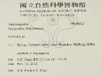 蠟孔菌屬藏品圖，第2張