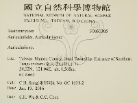 木耳屬藏品圖，第2張