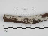 登錄號:F0030306藏品圖，第1張