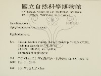 絲齒菌屬藏品圖，第2張