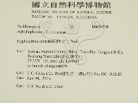 剛毛絲皮菌藏品圖，第2張