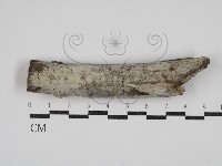 剛毛絲皮菌藏品圖，第1張