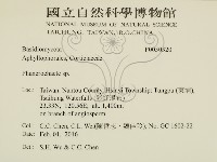 顯絲菌屬藏品圖，第2張