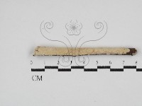 顯絲菌屬藏品圖，第1張