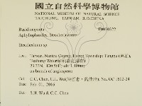 齒耳菌屬藏品圖，第2張