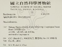 齒耳菌屬藏品圖，第2張