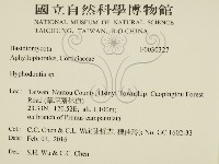 絲齒菌屬藏品圖，第2張