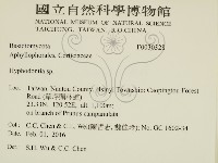 絲齒菌屬藏品圖，第2張