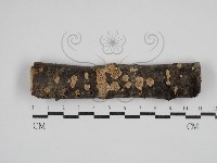 絲齒菌屬藏品圖，第1張