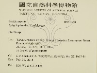 射脈菌屬藏品圖，第2張