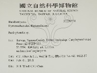 擬筍殼菌屬藏品圖，第2張