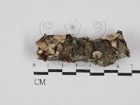 刺皮菌屬藏品圖，第1張