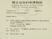 齒耳菌屬藏品圖，第2張