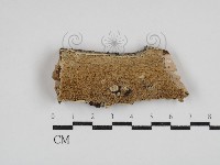 齒耳菌屬藏品圖，第1張