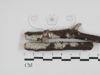 顯絲菌屬藏品圖，第1張