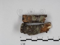 筍殼菌屬藏品圖，第1張